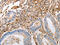 Internexin Neuronal Intermediate Filament Protein Alpha antibody, CSB-PA846842, Cusabio, Immunohistochemistry paraffin image 