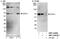 Uridine-Cytidine Kinase 1 Like 1 antibody, NBP1-42680, Novus Biologicals, Western Blot image 