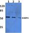 NFIL3 antibody, A00646, Boster Biological Technology, Western Blot image 
