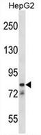 Cation channel sperm-associated protein 1 antibody, AP50736PU-N, Origene, Western Blot image 