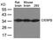 CCAAT Enhancer Binding Protein Beta antibody, 79-774, ProSci, Western Blot image 