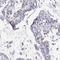 Ring Finger Protein 32 antibody, NBP2-57968, Novus Biologicals, Immunohistochemistry frozen image 