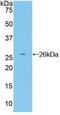 Growth Factor Receptor Bound Protein 7 antibody, MBS2005456, MyBioSource, Western Blot image 