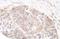 RPTOR Independent Companion Of MTOR Complex 2 antibody, A300-459A, Bethyl Labs, Immunohistochemistry paraffin image 