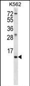 Meiosis/Spermiogenesis Associated 1 antibody, PA5-71705, Invitrogen Antibodies, Western Blot image 