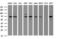 Galactosidase Beta 1 antibody, M01829, Boster Biological Technology, Western Blot image 