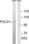 DNA polymerase delta catalytic subunit antibody, LS-C119908, Lifespan Biosciences, Western Blot image 