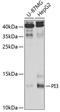 PI3 antibody, 19-664, ProSci, Western Blot image 