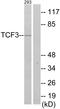 Transcription Factor 3 antibody, LS-C118791, Lifespan Biosciences, Western Blot image 