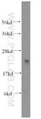 Lysozyme Like 1 antibody, 17207-1-AP, Proteintech Group, Western Blot image 