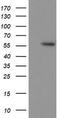 p53 antibody, TA502987, Origene, Western Blot image 