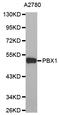 PBX Homeobox 1 antibody, MBS125391, MyBioSource, Western Blot image 