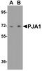 Praja Ring Finger Ubiquitin Ligase 1 antibody, PA5-72845, Invitrogen Antibodies, Western Blot image 