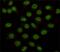 F-box-like/WD repeat-containing protein TBL1X antibody, MA5-24875, Invitrogen Antibodies, Immunocytochemistry image 