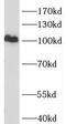 Minichromosome Maintenance 10 Replication Initiation Factor antibody, FNab05055, FineTest, Western Blot image 