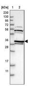 Peptidylprolyl Isomerase D antibody, NBP1-85364, Novus Biologicals, Western Blot image 
