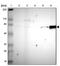 Fibrous sheath CABYR-binding protein antibody, NBP1-88417, Novus Biologicals, Western Blot image 