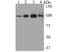 Ubiquitin carboxyl-terminal hydrolase 13 antibody, NBP2-76972, Novus Biologicals, Western Blot image 