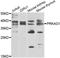 Protein Kinase AMP-Activated Non-Catalytic Subunit Gamma 1 antibody, A7300, ABclonal Technology, Western Blot image 