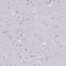 C-C motif chemokine 19 antibody, HPA067758, Atlas Antibodies, Immunohistochemistry frozen image 