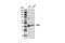 TIA1 Cytotoxic Granule Associated RNA Binding Protein Like 1 antibody, 8611S, Cell Signaling Technology, Western Blot image 