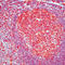 Caspase 3 antibody, NB600-1235, Novus Biologicals, Immunohistochemistry frozen image 