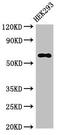 CRAF1 antibody, LS-C679883, Lifespan Biosciences, Western Blot image 