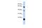 5-Hydroxytryptamine Receptor 3E antibody, GTX47615, GeneTex, Western Blot image 