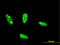 Helix-loop-helix protein 2 antibody, LS-C197780, Lifespan Biosciences, Immunofluorescence image 