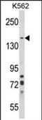 Sortilin Related VPS10 Domain Containing Receptor 1 antibody, PA5-72563, Invitrogen Antibodies, Western Blot image 