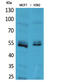 Leukocyte Immunoglobulin Like Receptor A2 antibody, STJ96622, St John