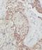 PTK2 antibody, FNab02950, FineTest, Immunohistochemistry frozen image 