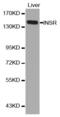 Insulin Receptor antibody, abx000670, Abbexa, Western Blot image 