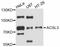 Acyl-CoA Synthetase Long Chain Family Member 3 antibody, abx125487, Abbexa, Western Blot image 