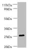 Brain Derived Neurotrophic Factor antibody, A53065-100, Epigentek, Western Blot image 