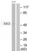 BCL2 Associated Athanogene 5 antibody, TA314927, Origene, Western Blot image 
