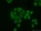 BRCA2 And CDKN1A Interacting Protein antibody, 16043-1-AP, Proteintech Group, Immunofluorescence image 
