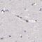 N-acylglucosamine 2-epimerase antibody, PA5-51387, Invitrogen Antibodies, Immunohistochemistry frozen image 