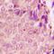 STAT3 antibody, LS-C352904, Lifespan Biosciences, Immunohistochemistry frozen image 