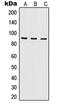 Interleukin Enhancer Binding Factor 3 antibody, MBS820134, MyBioSource, Western Blot image 