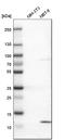 S100 Calcium Binding Protein A13 antibody, HPA019592, Atlas Antibodies, Western Blot image 