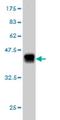 Pseudopodium-enriched atypical kinase 1 antibody, H00079834-M03, Novus Biologicals, Western Blot image 
