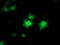 Cyclin Dependent Kinase Inhibitor 3 antibody, LS-C173317, Lifespan Biosciences, Immunofluorescence image 