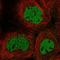 Caspase 2 antibody, HPA050678, Atlas Antibodies, Immunofluorescence image 