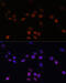 Lamin B1 antibody, 16-794, ProSci, Immunofluorescence image 
