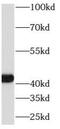 V-type proton ATPase subunit d 1 antibody, FNab00714, FineTest, Western Blot image 