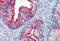 CDw75 antibody, MBS246495, MyBioSource, Immunohistochemistry paraffin image 