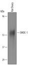 SPARC Related Modular Calcium Binding 1 antibody, AF5550, R&D Systems, Western Blot image 
