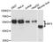 Interferon Regulatory Factor 3 antibody, A0816, ABclonal Technology, Western Blot image 
