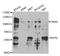 Xaa-Pro dipeptidase antibody, TA332680, Origene, Western Blot image 